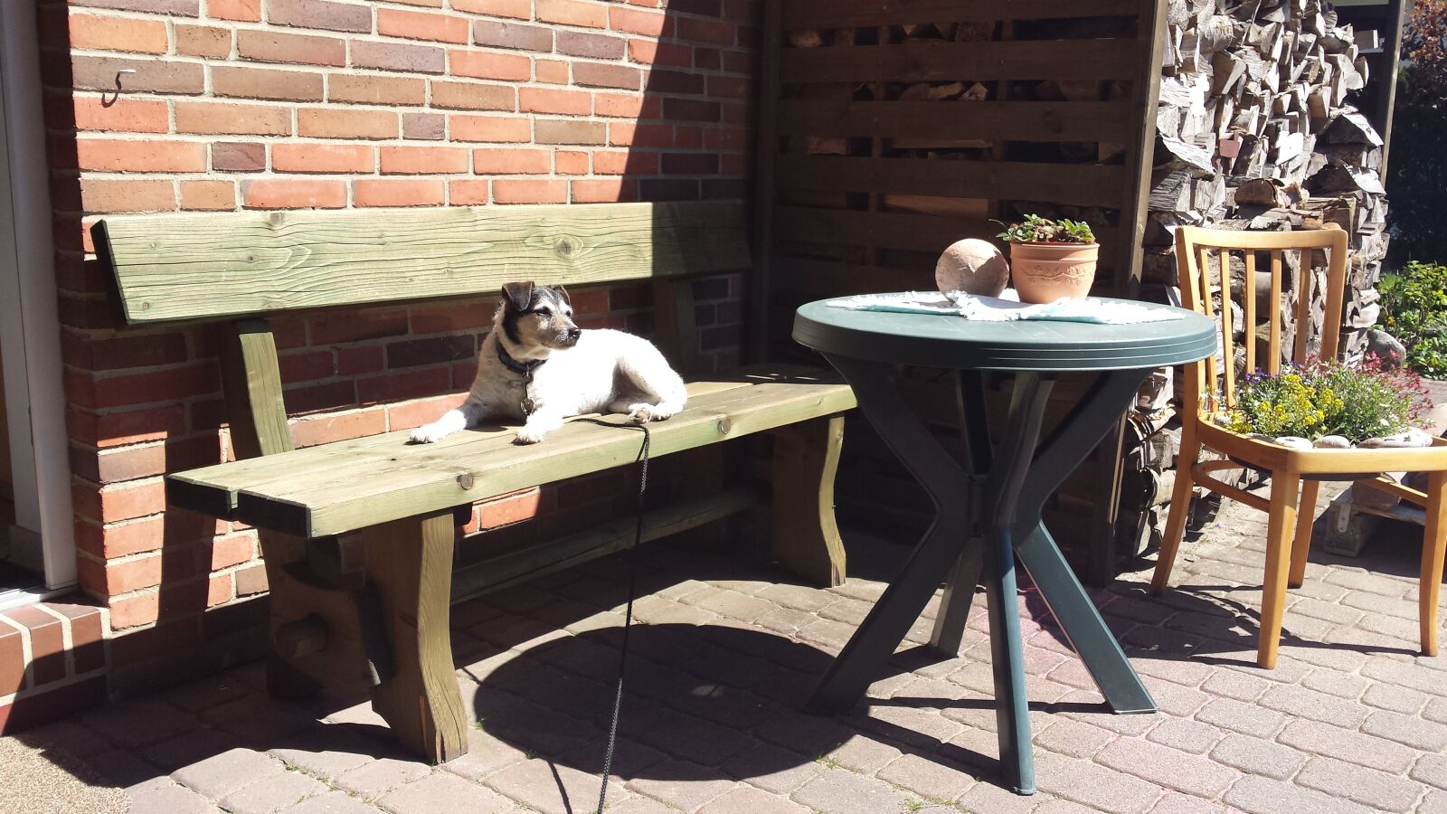 Samsung Galaxy S4 sample photo. Dog, summer, cute photography