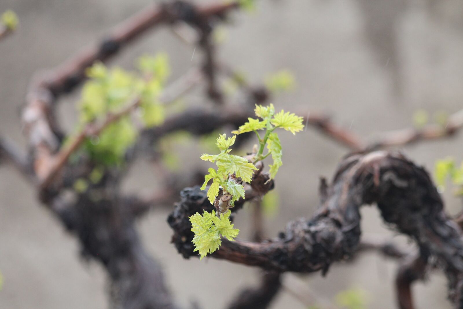Canon EF 70-300mm F4-5.6 IS USM sample photo. Grapes, iran, wine photography
