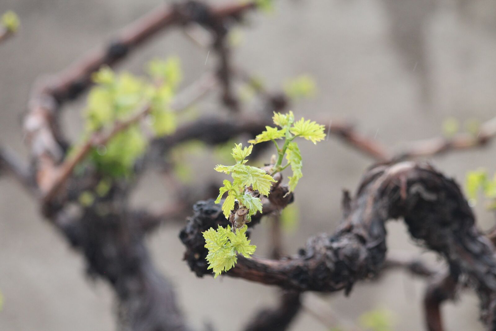 Canon EOS 1100D (EOS Rebel T3 / EOS Kiss X50) + Canon EF 70-300mm F4-5.6 IS USM sample photo. Grapes, iran, wine photography