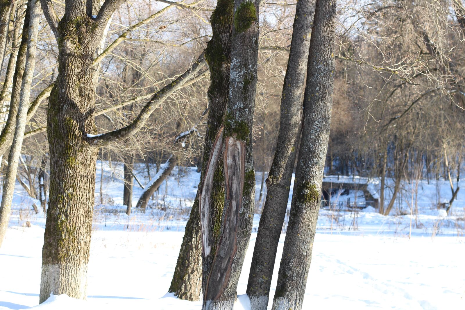 Canon EOS 100D (EOS Rebel SL1 / EOS Kiss X7) + Canon EF 50mm F1.8 II sample photo. Trees, forest, maple photography