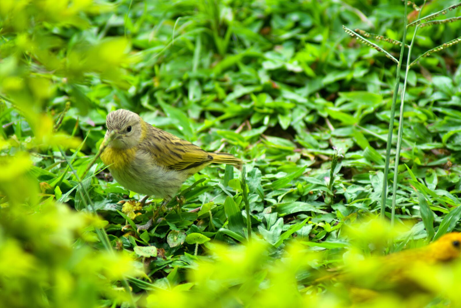 Nikon D7500 sample photo. Bird, nature, squab photography