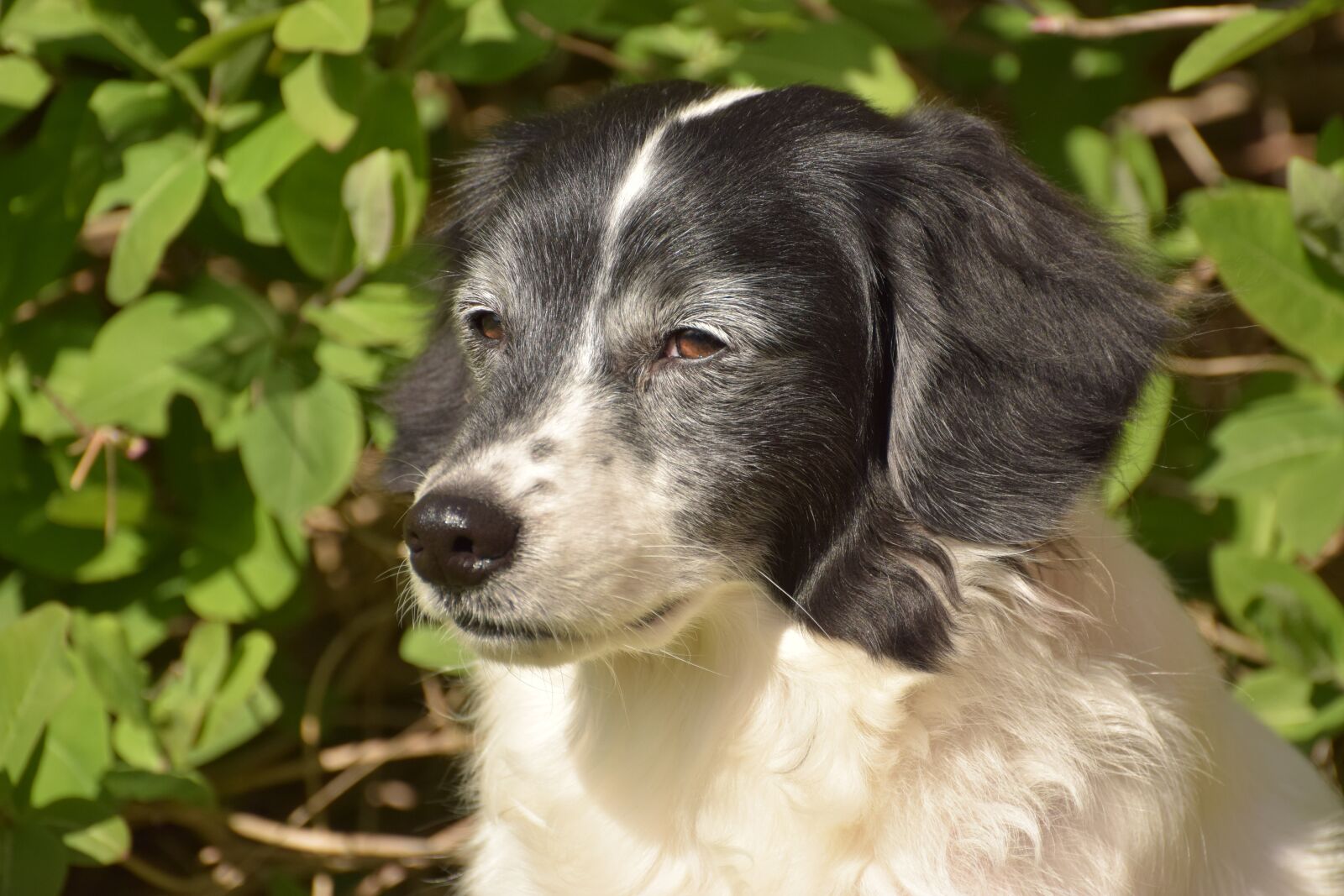 Nikon D5300 sample photo. Dog, face, hybrid photography