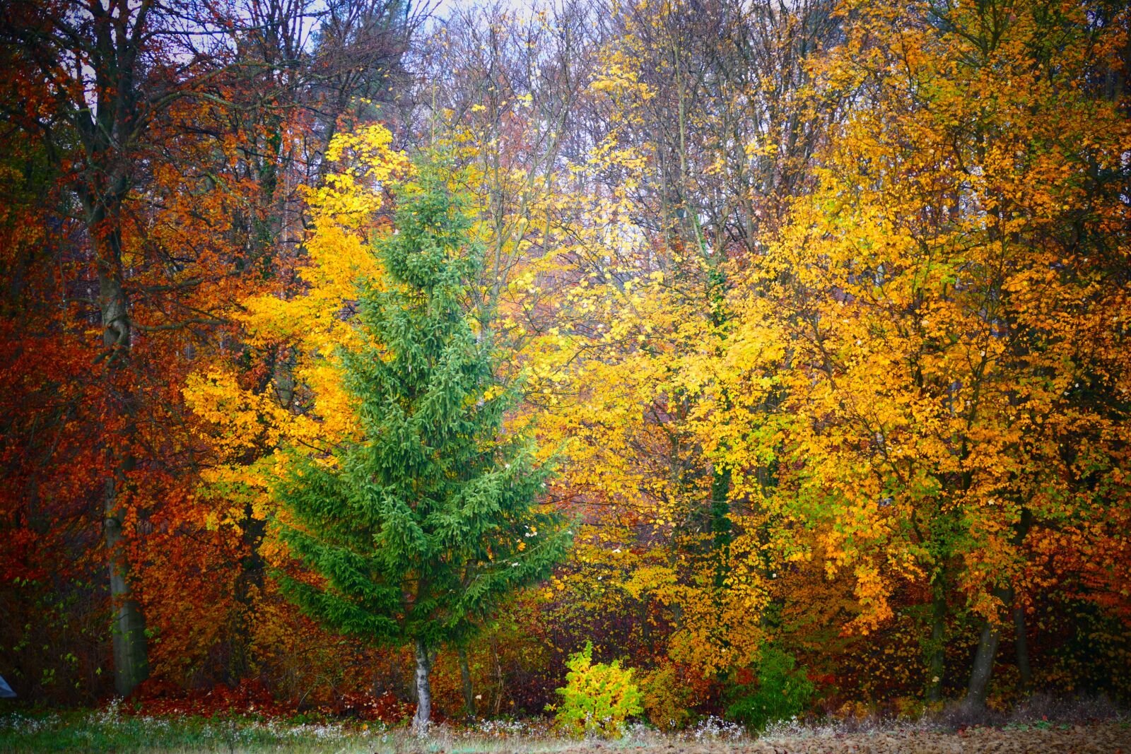 Panasonic Lumix DMC-FZ1000 sample photo. Tree, autumn, leaves photography
