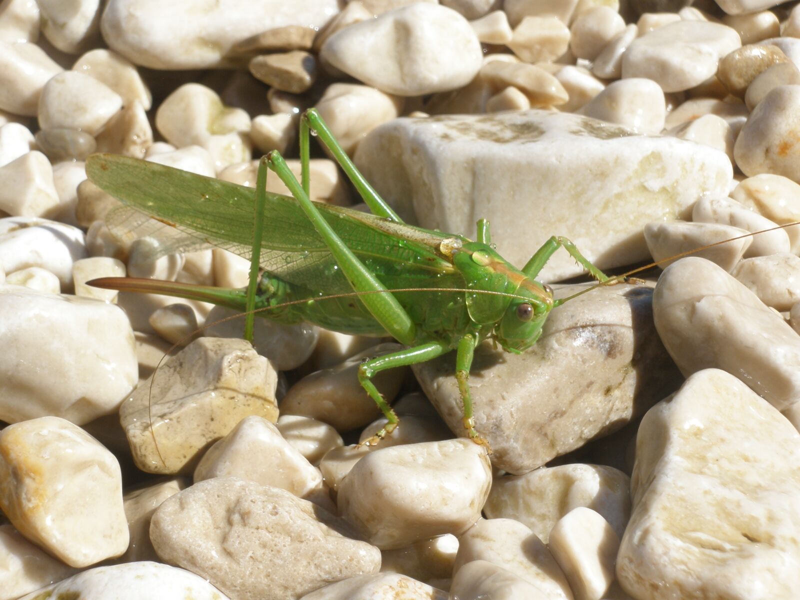 Olympus FE340,X855,C560 sample photo. Grasshopper, insect, macro photography