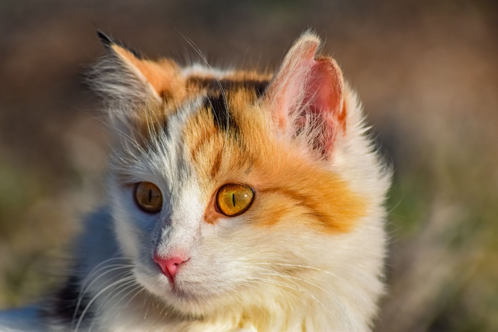 Nikon D3300 sample photo. Cat, stray, animal photography