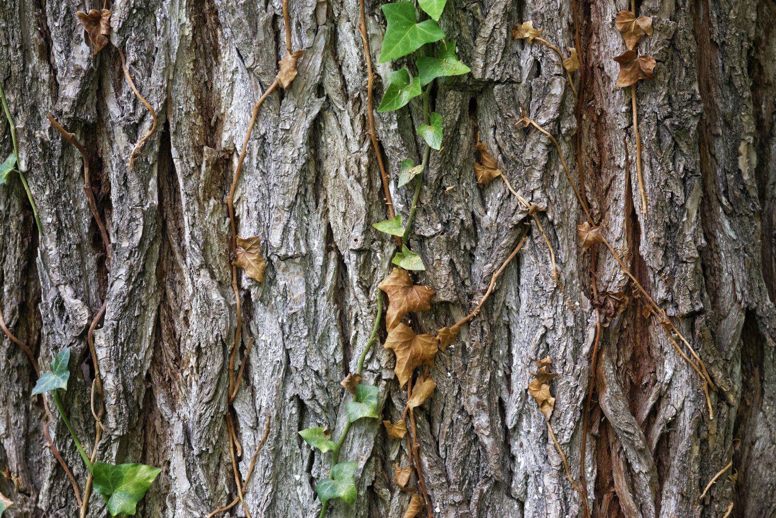 Nikon D5300 sample photo. Tree, trunk, bark photography