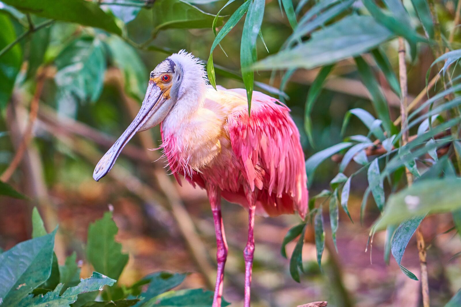 ZEISS Batis 85mm F1.8 sample photo. Bird, pink, plumage photography