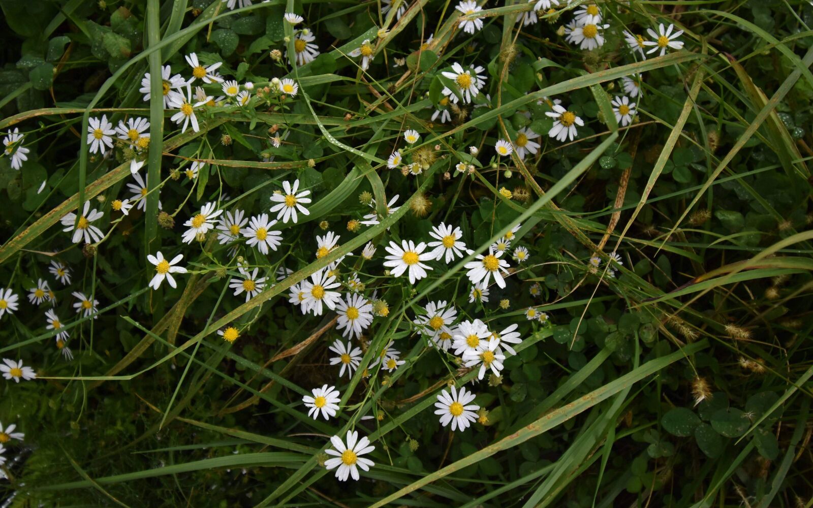 Nikon D3500 sample photo. Daisy, flower, nature photography