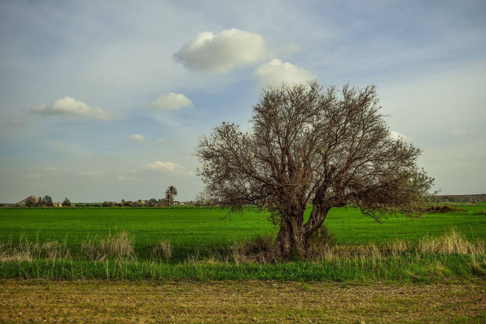 Nikon D3300 sample photo. Tree, landscape, nature photography