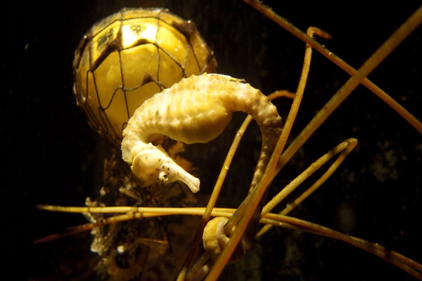 Olympus XZ-1 sample photo. Seahorse, oceanarium, yellow photography