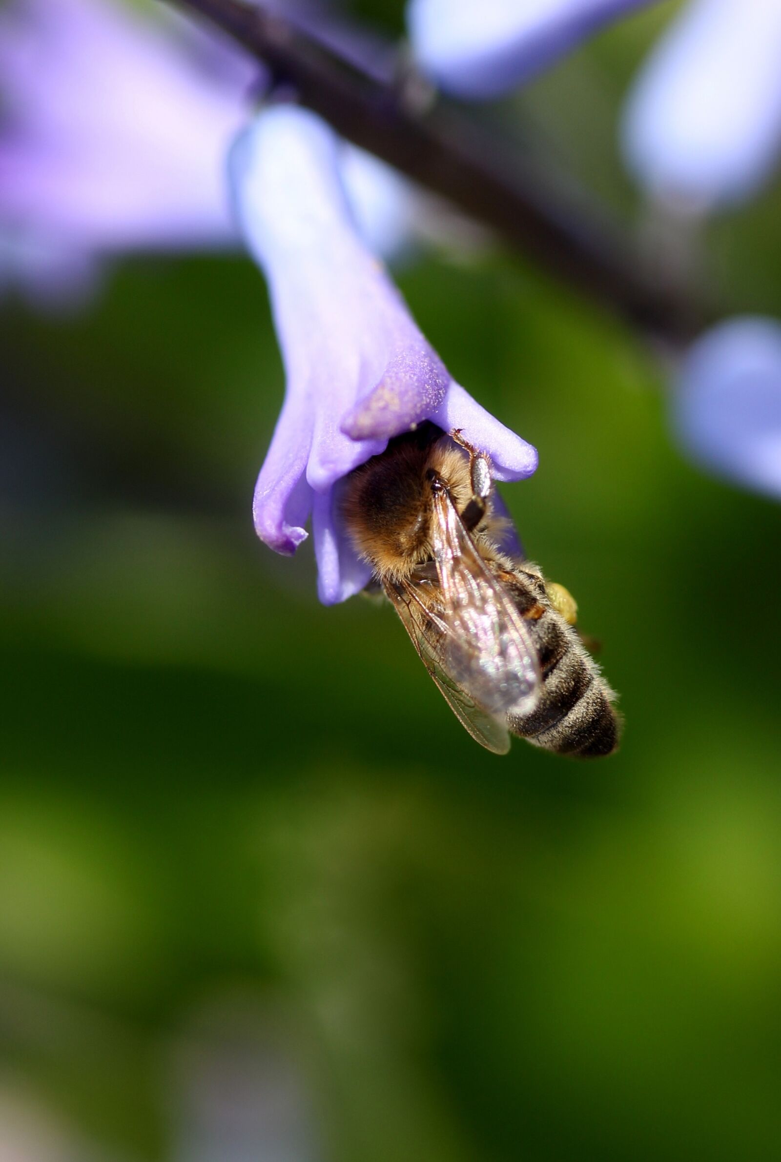 Canon EF-S 60mm F2.8 Macro USM sample photo. Hyacinth, bee, pollination photography