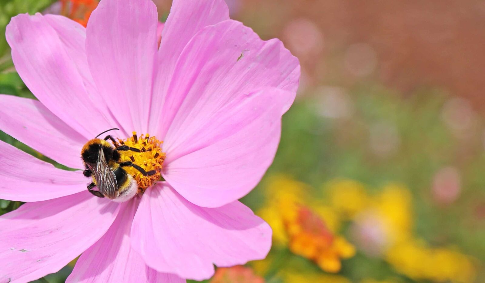 Canon EOS 550D (EOS Rebel T2i / EOS Kiss X4) sample photo. Nature, flower, insect, pollen photography