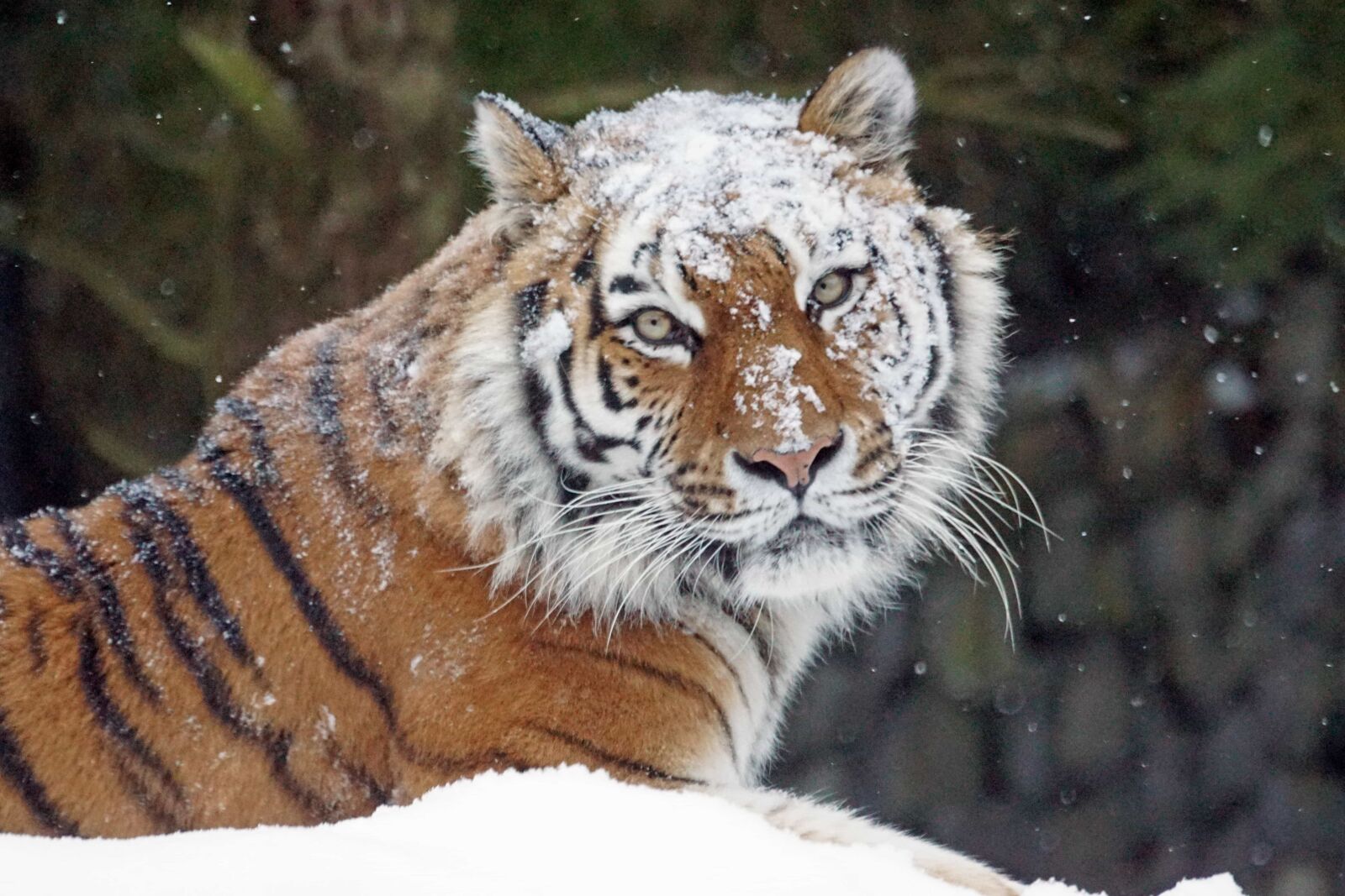 Sony ILCA-77M2 sample photo. Wildlife, nature, predator, cat photography