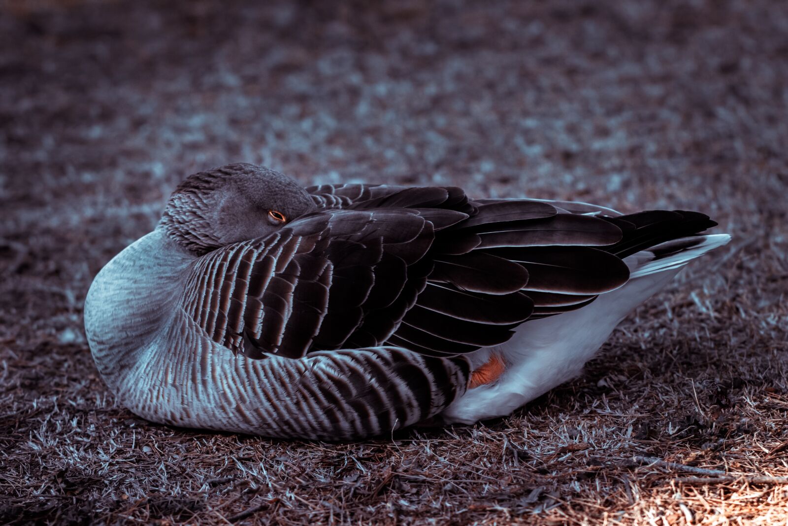 Canon EOS 1300D (EOS Rebel T6 / EOS Kiss X80) + Canon EF 85mm F1.8 USM sample photo. Duck, oca, beak photography