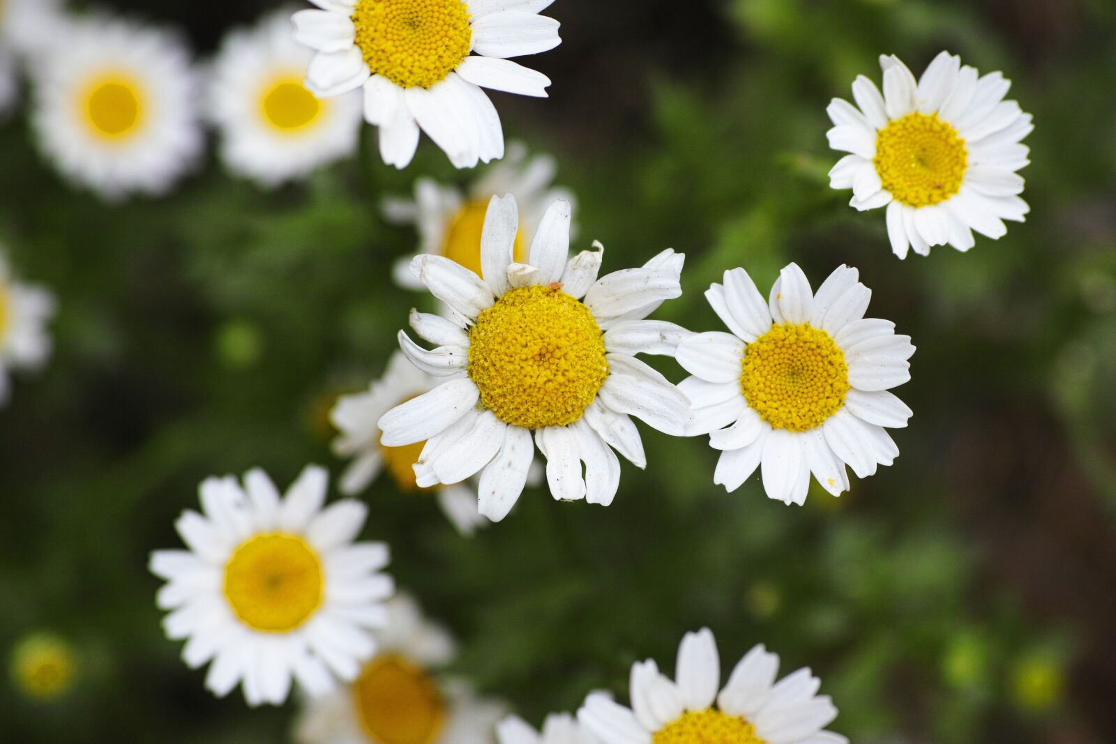 Sigma DP3 Merrill sample photo. Flower, spring, flowers photography