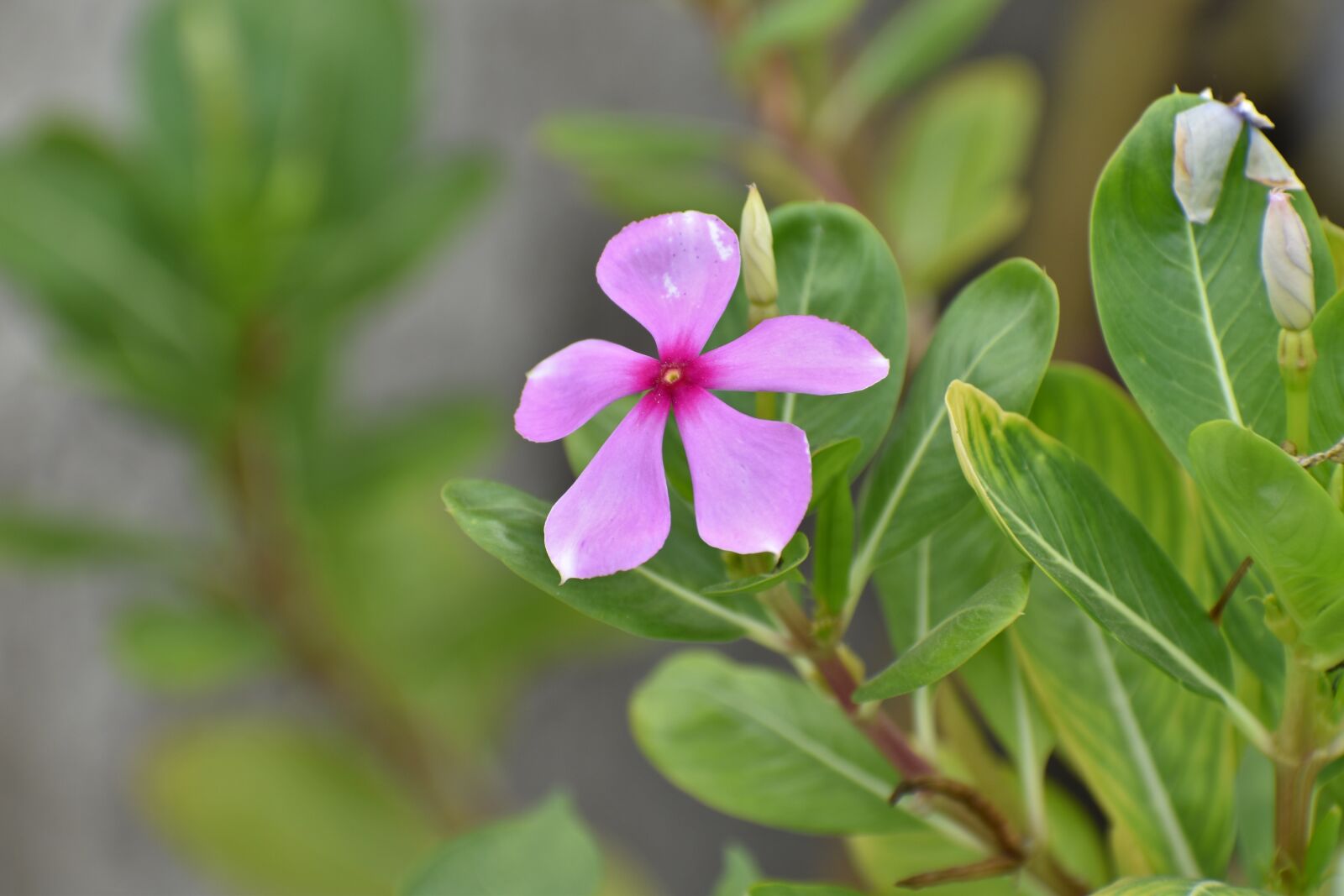 Nikon D5600 sample photo. Purple flower, nature, green photography