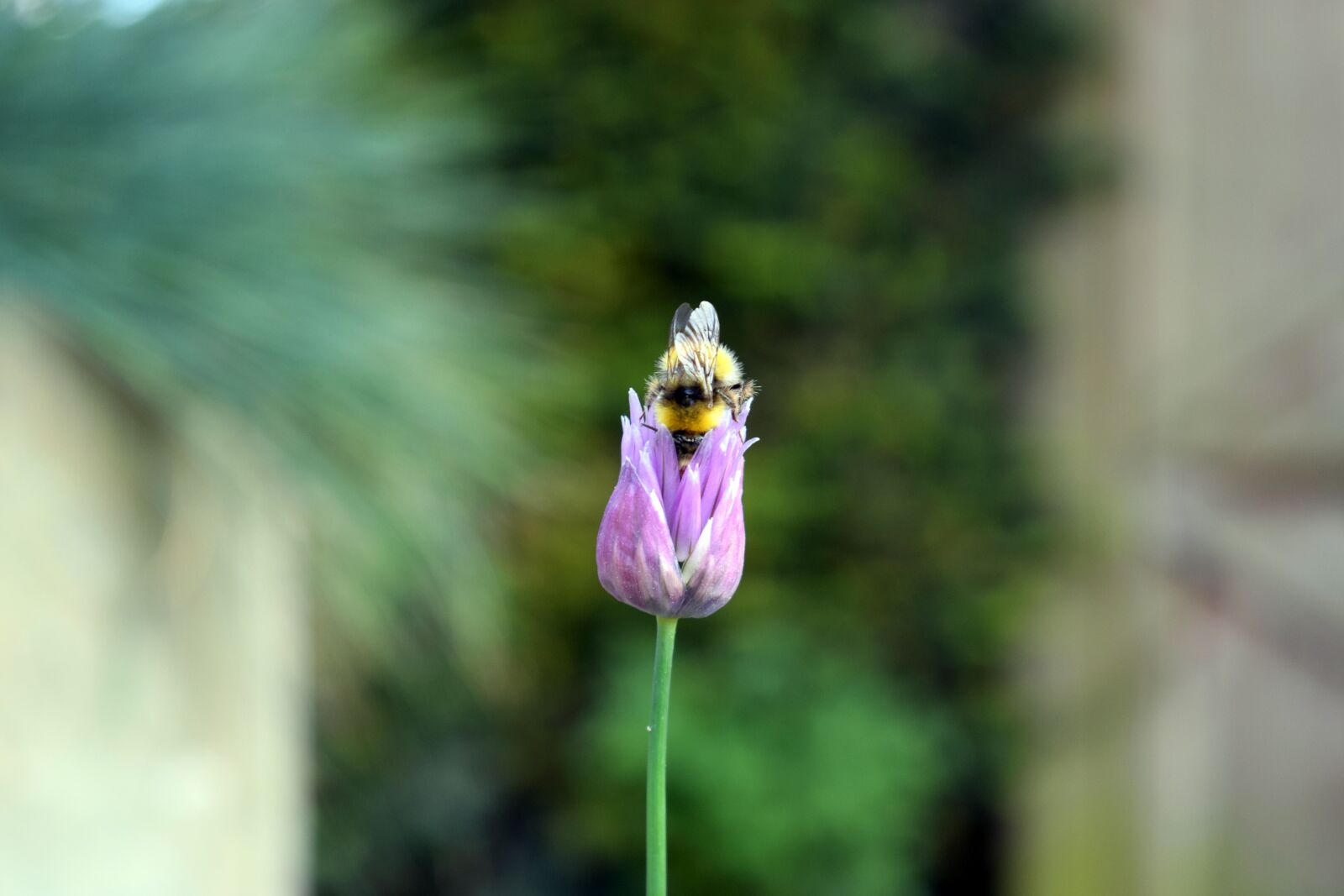 Nikon D5300 sample photo. Flower, bee, forage photography