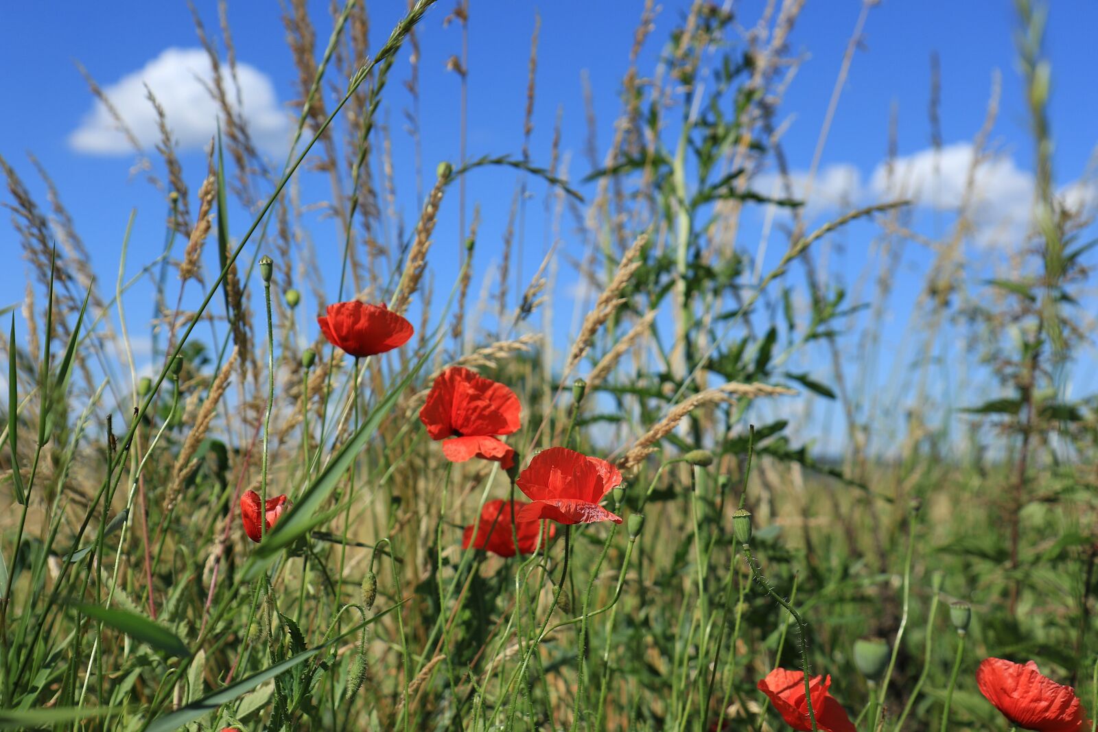 Canon EOS 7D Mark II sample photo. Red poppies, meadow, grass photography