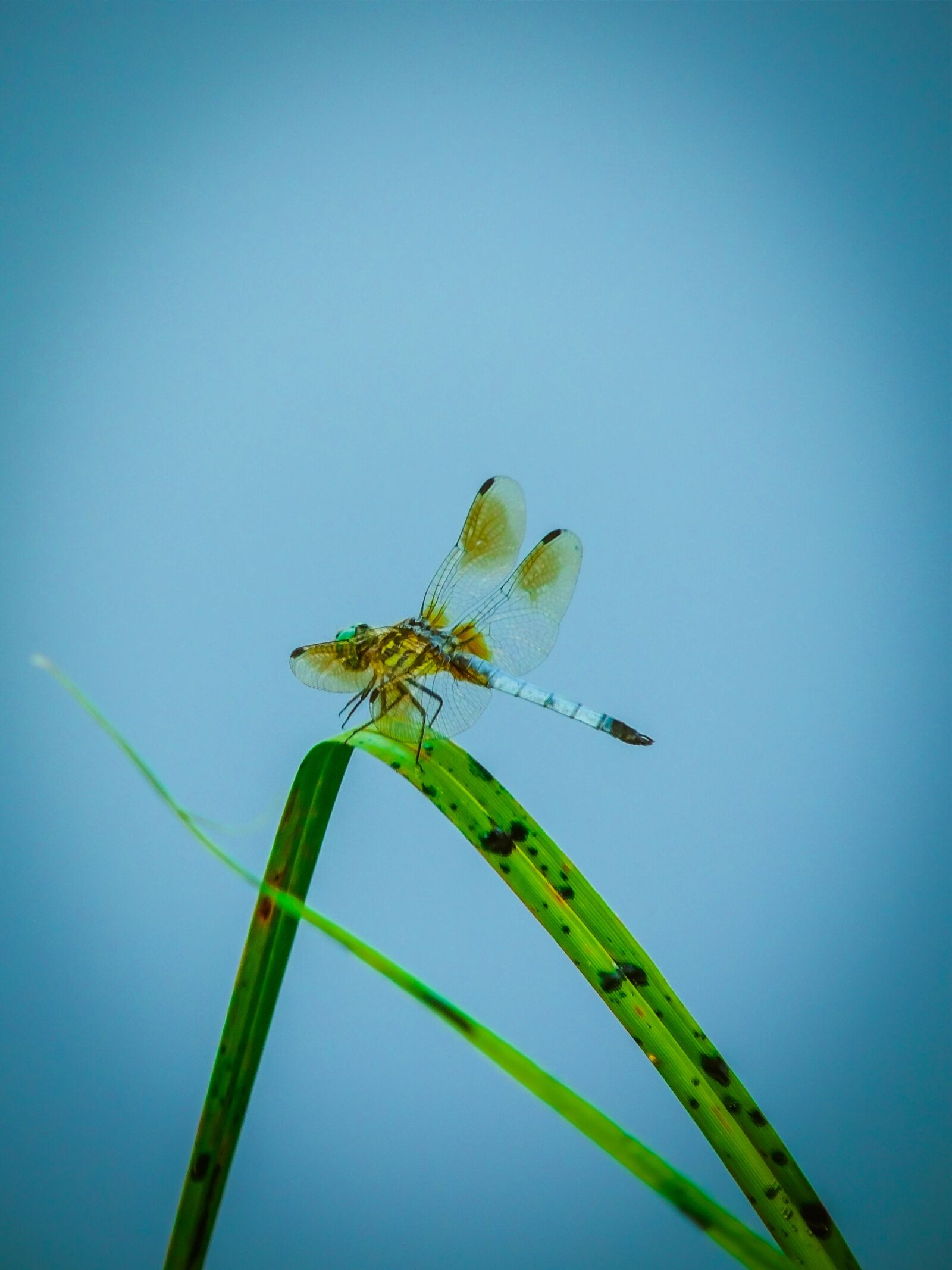 Nikon Coolpix P510 sample photo. Dragonfly, bug, insect photography