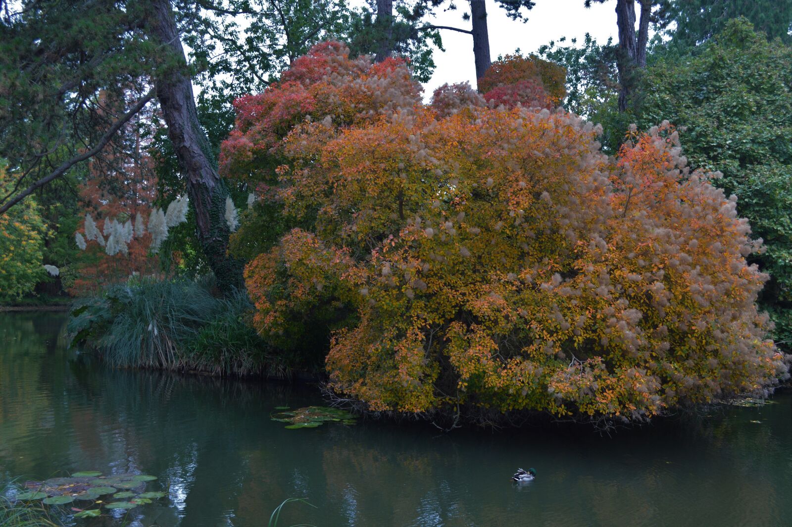 Nikon D3200 sample photo. Afternoon, autumn, pond, trees photography