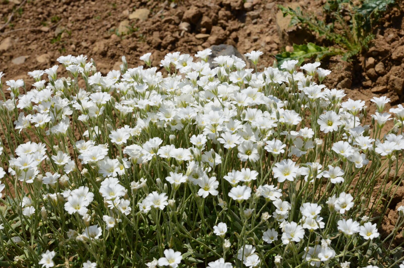 Nikon D5100 sample photo. Nature, flower, plant photography