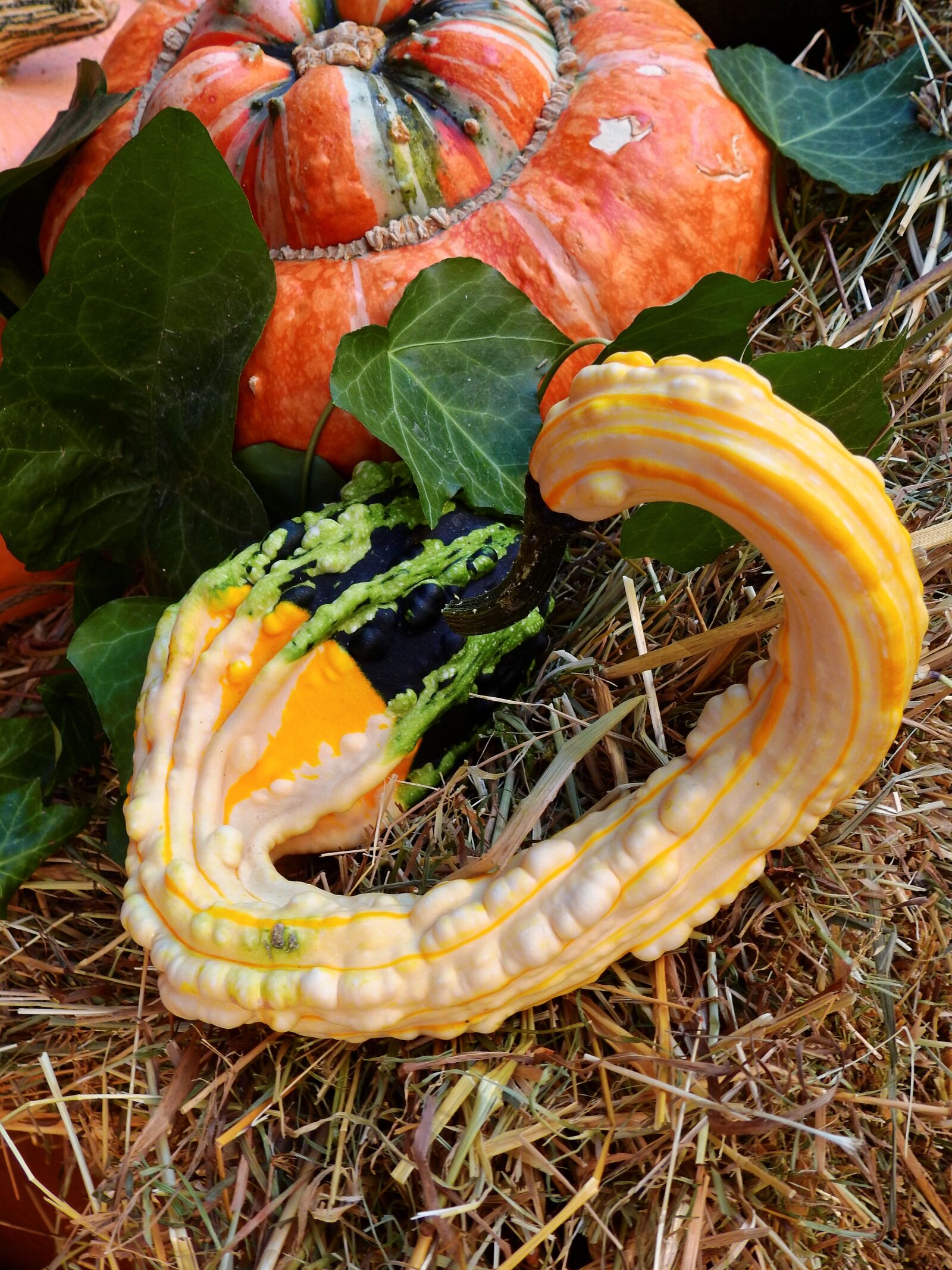 Nikon Coolpix P900 sample photo. Pumpkin, gourd, autumn photography