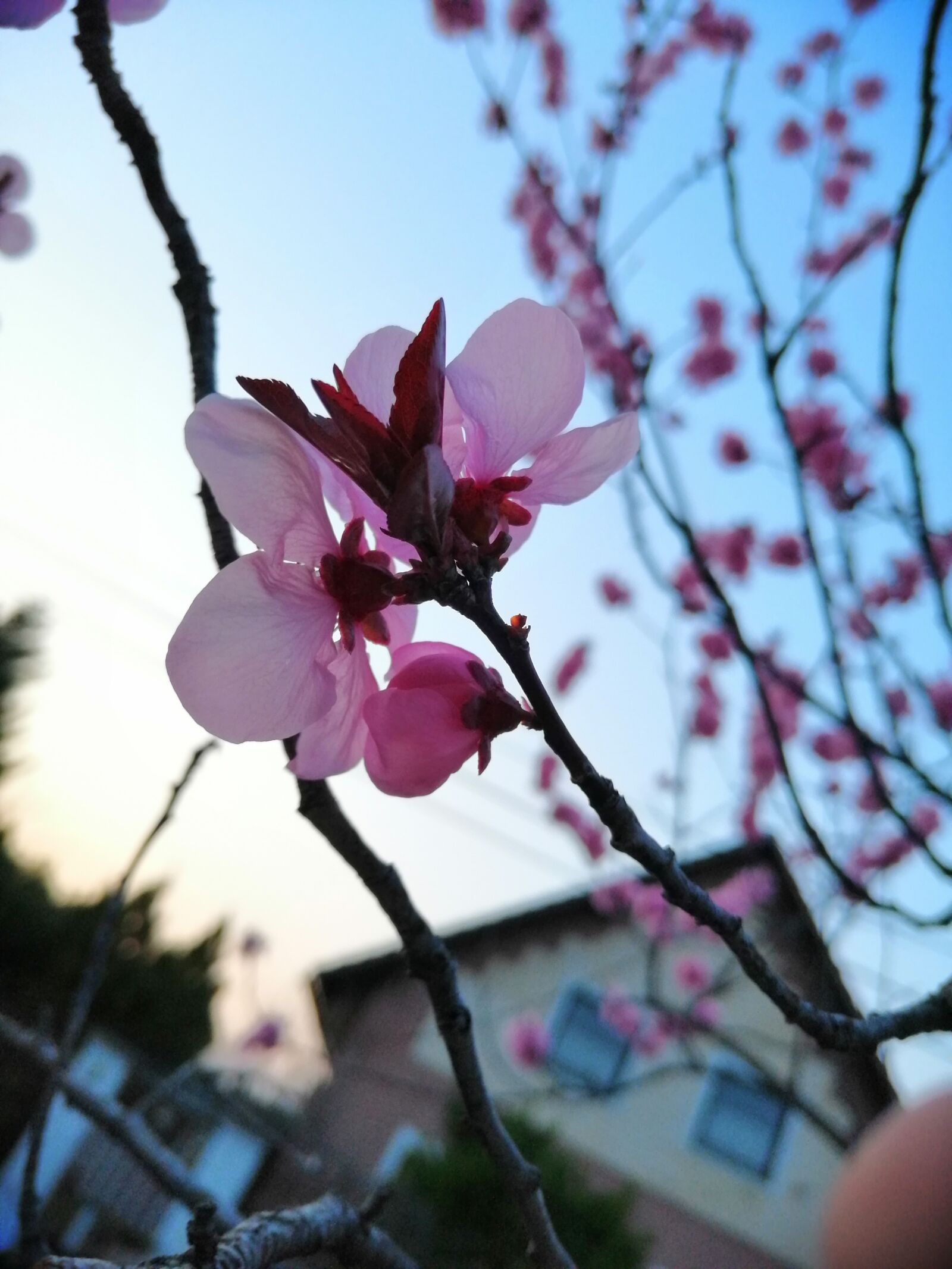 HUAWEI SNE-LX1 sample photo. Bloom, cherrybloom, spring photography