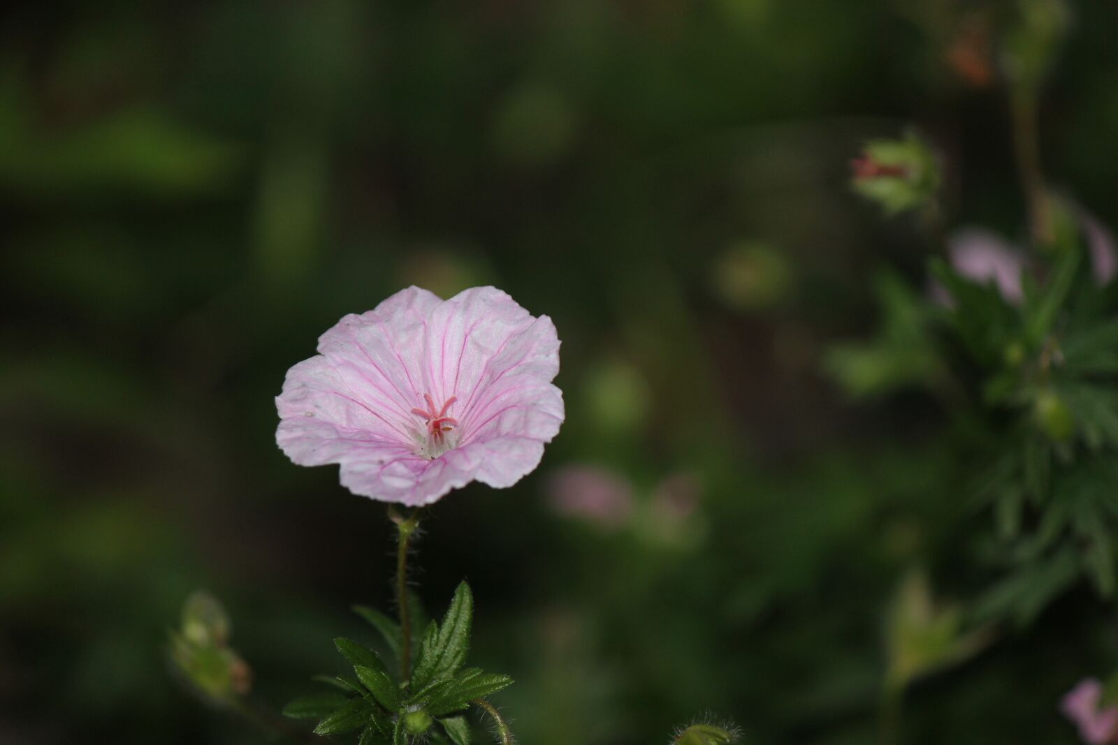 Canon EOS 550D (EOS Rebel T2i / EOS Kiss X4) sample photo. Flower, pink, white photography