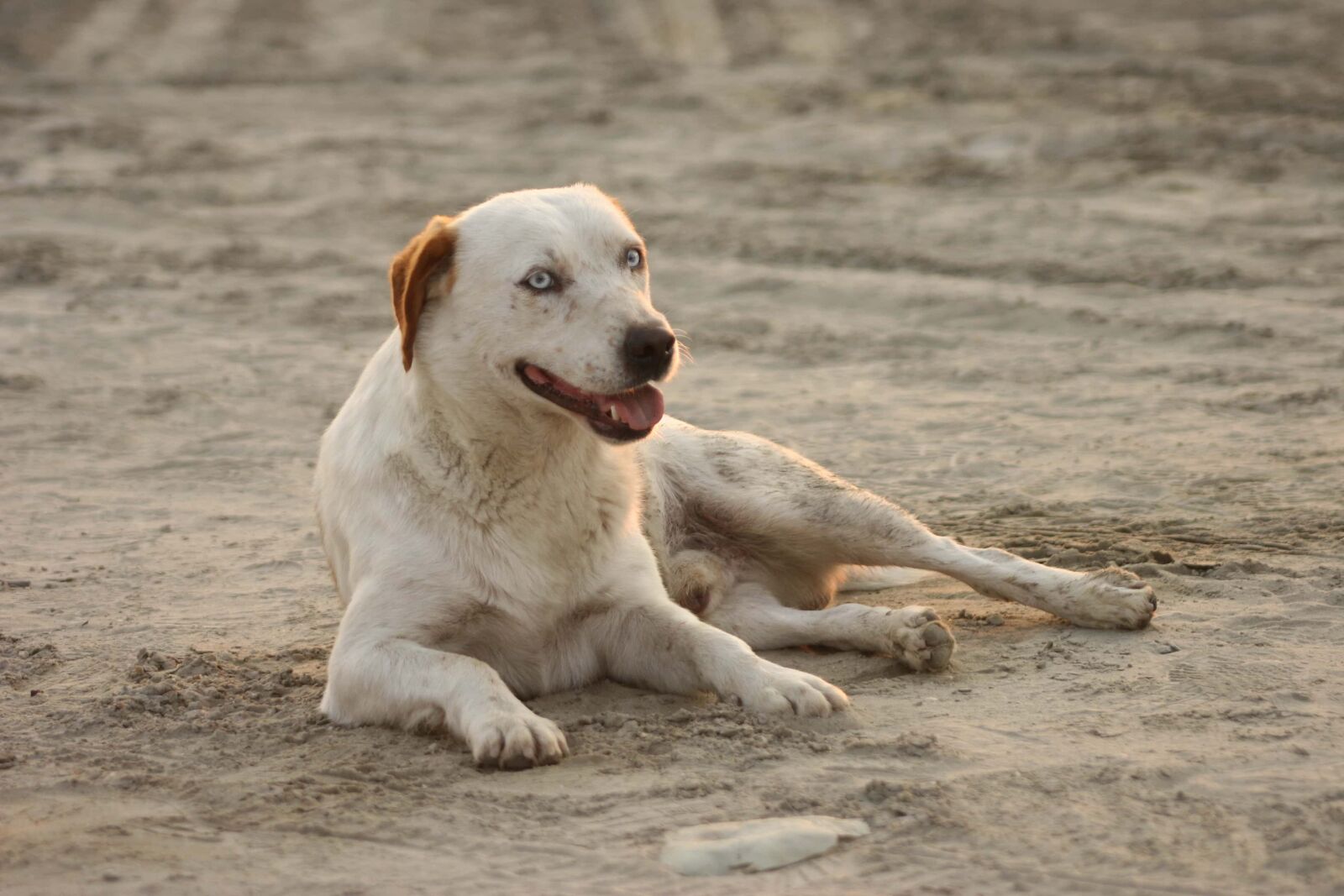 Canon EOS 20D sample photo. Sand, relaxation, beach, dog photography