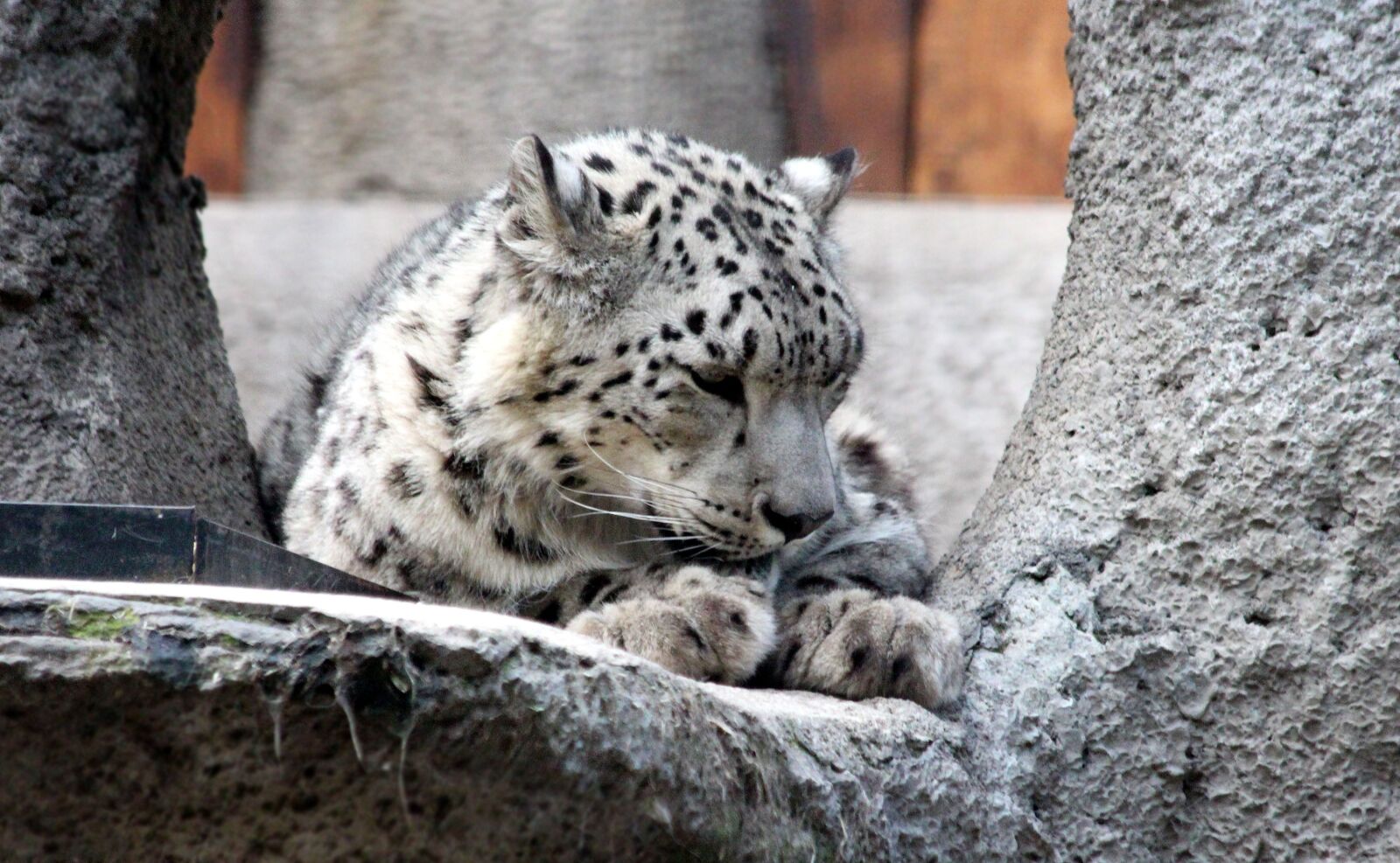 Canon EF 70-300mm F4-5.6 IS USM sample photo. Snow leopard, irbus, panthera photography