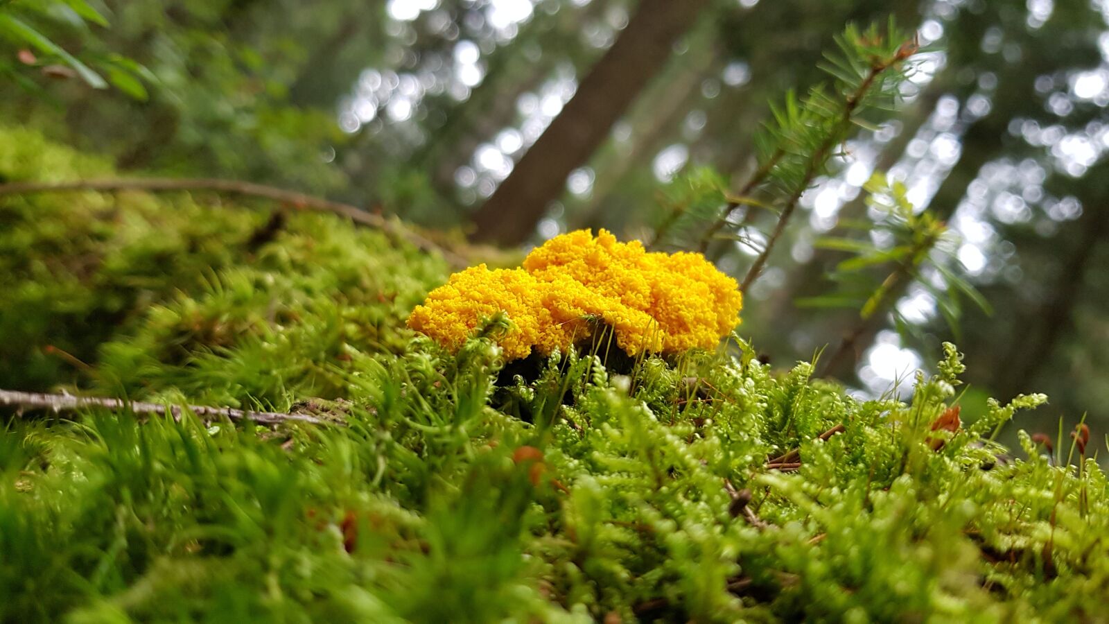 Samsung Galaxy S8 sample photo. Nature, mushroom, slime mold photography
