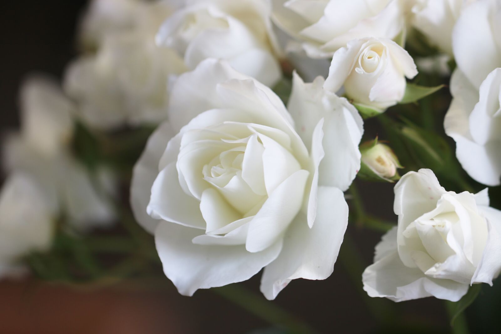 Canon EOS 760D (EOS Rebel T6s / EOS 8000D) sample photo. Rose, white rose, flowers photography