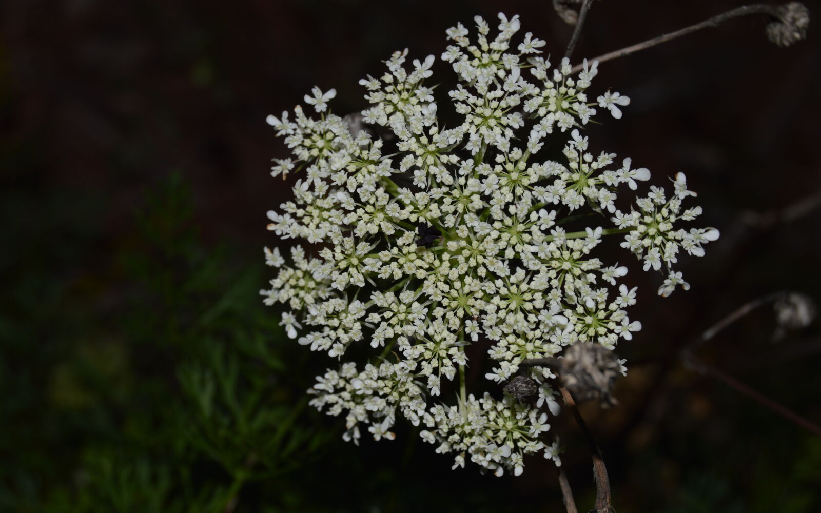 Nikon D3200 sample photo