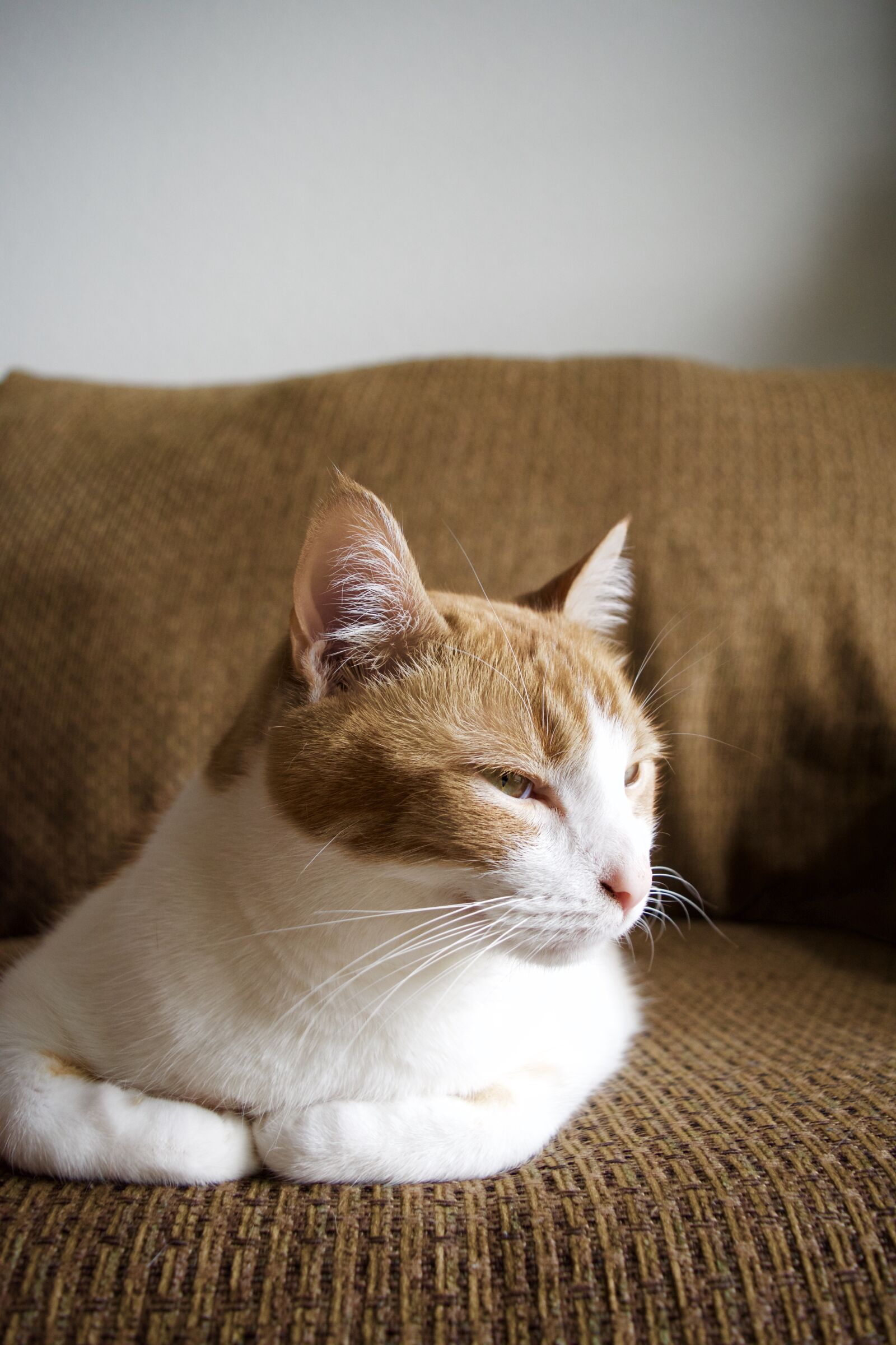 Nikon D5500 sample photo. Cat, sleepy, animal photography