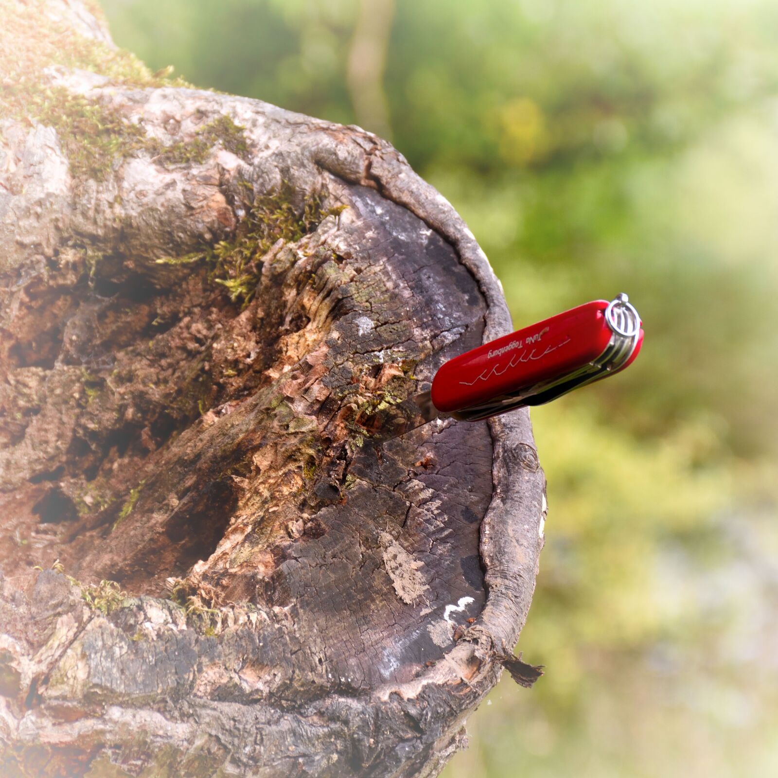 Nikon D5500 sample photo. Switzerland pocket knife, nature photography