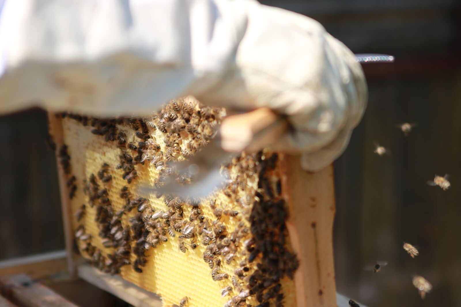 Canon EOS 750D (EOS Rebel T6i / EOS Kiss X8i) sample photo. Bees, combs, honey photography