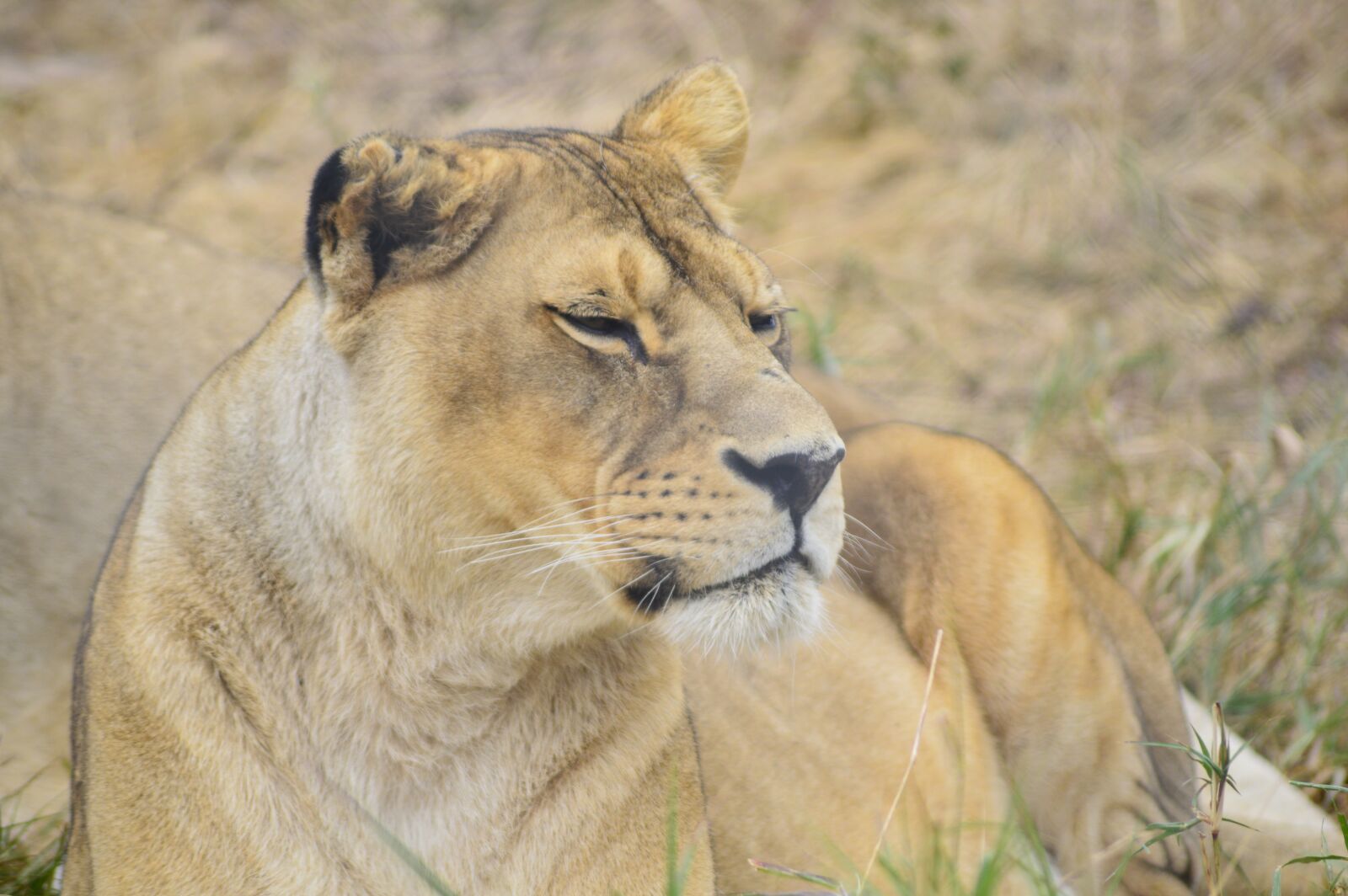 Nikon D3200 sample photo. Lioness, lion, africa photography