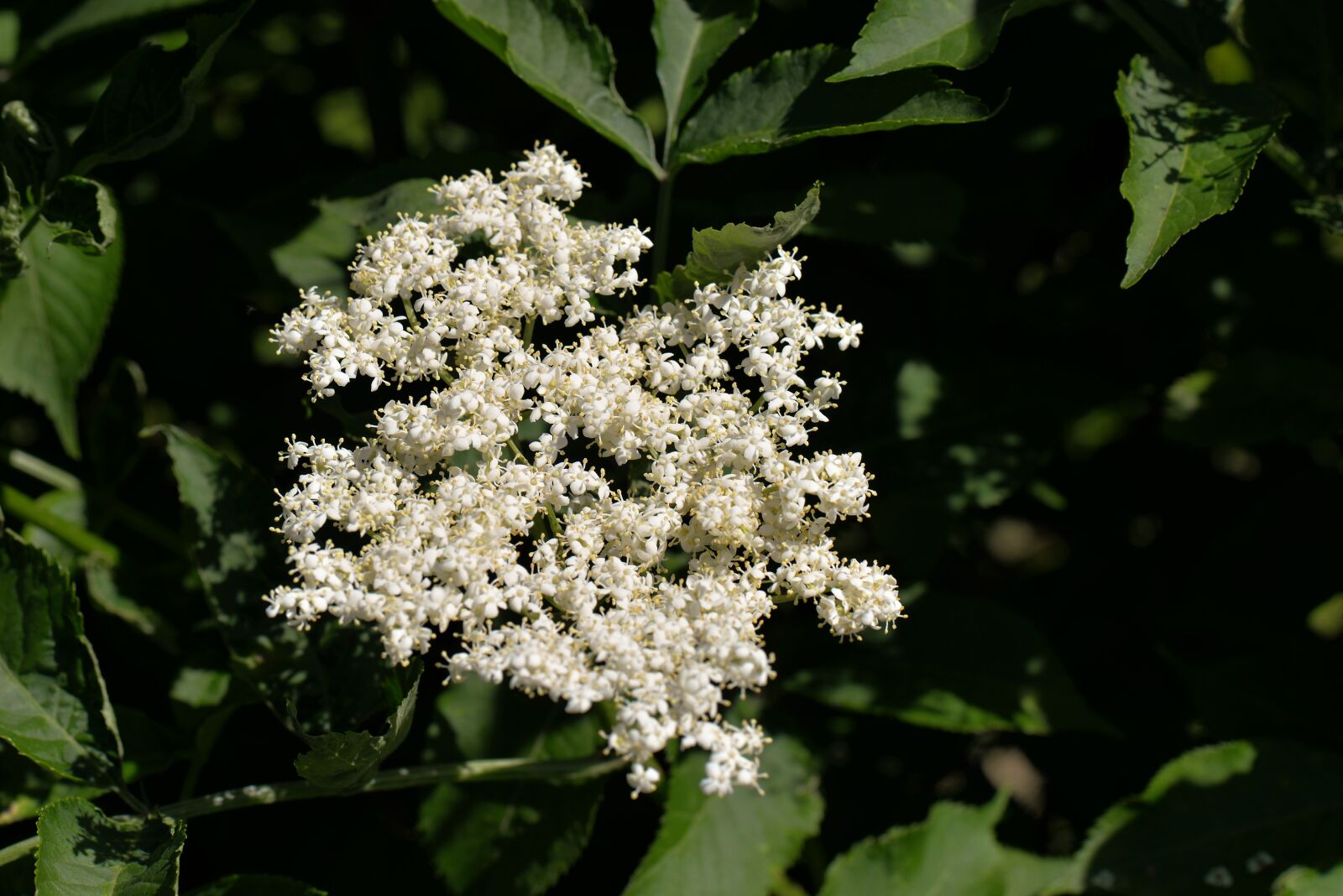 Nikon D610 sample photo. Elderflower, white, bush photography