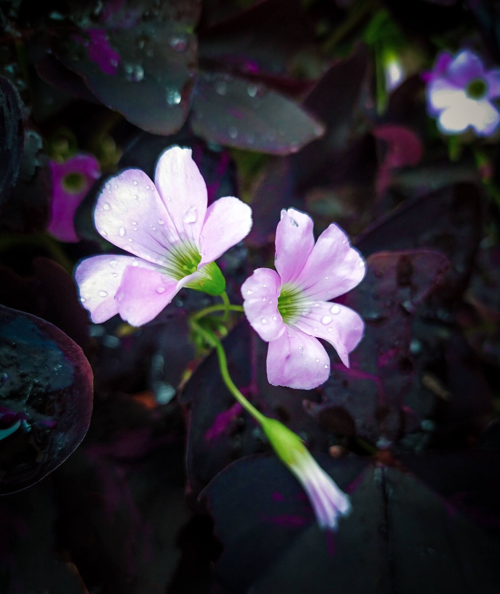 Xiaomi Redmi Note 7 sample photo. Flowers, butterfly flower la photography