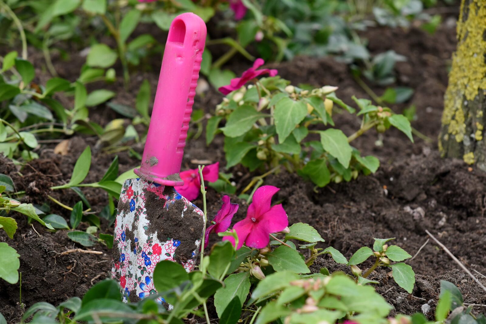 Nikon D5500 sample photo. Gardening, ground, shovel, leaf photography