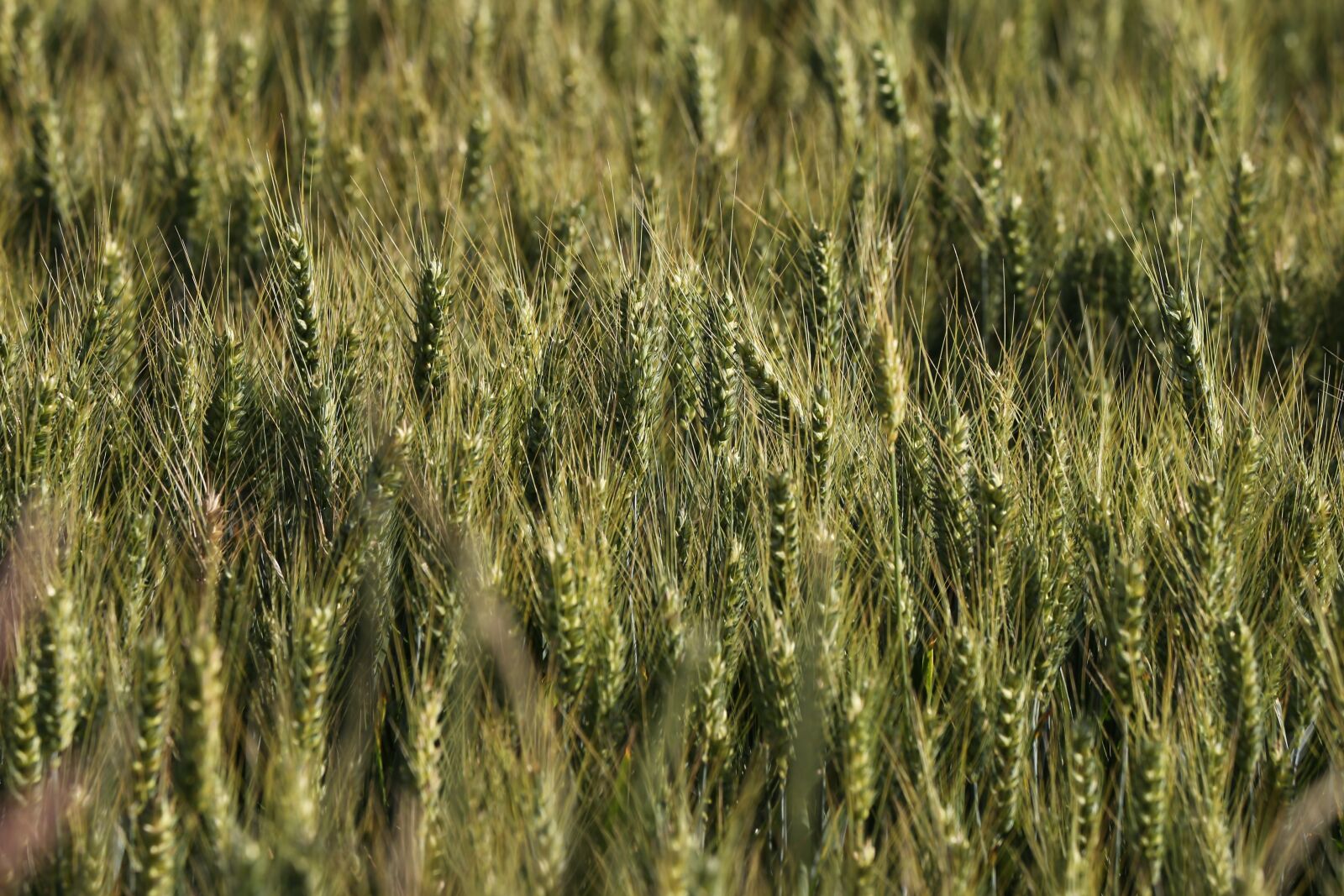 Canon EOS 6D + Canon EF 70-300 F4-5.6 IS II USM sample photo. Agriculture, green wheat, field photography