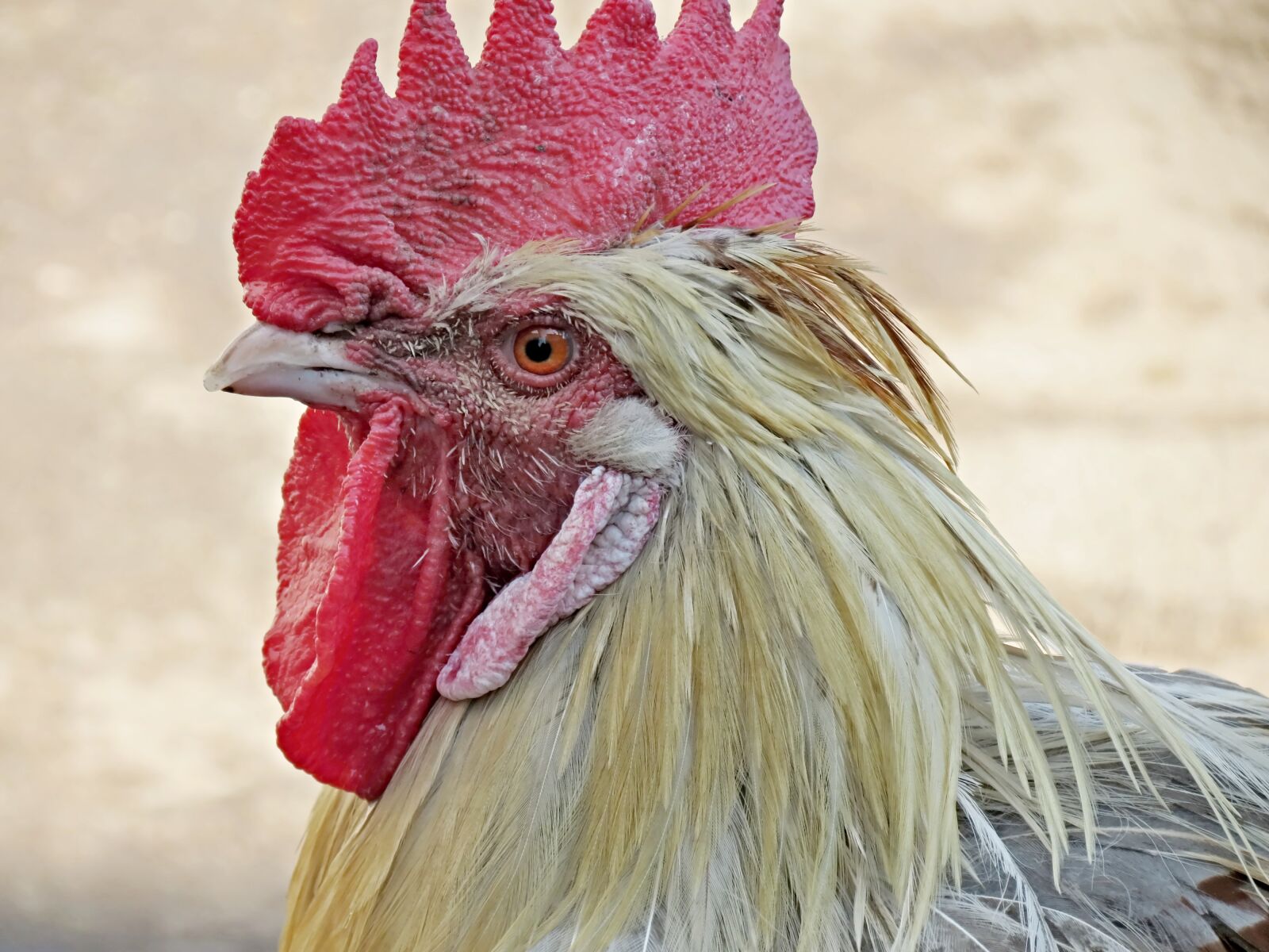 Canon PowerShot SX40 HS sample photo. Hahn, chicken, cock photography