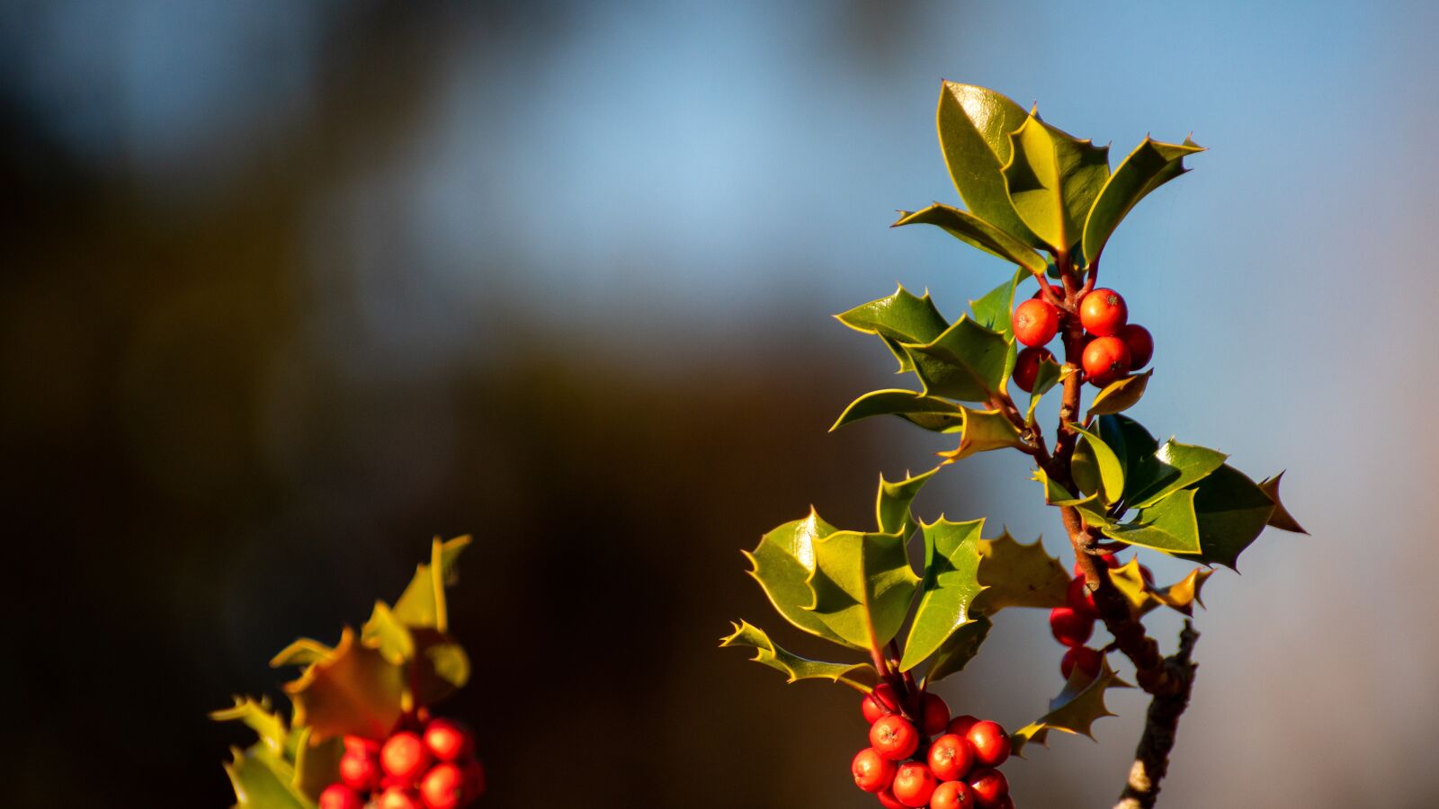 Sony a6500 + Sony DT 50mm F1.8 SAM sample photo. Holly, fruit, branch photography