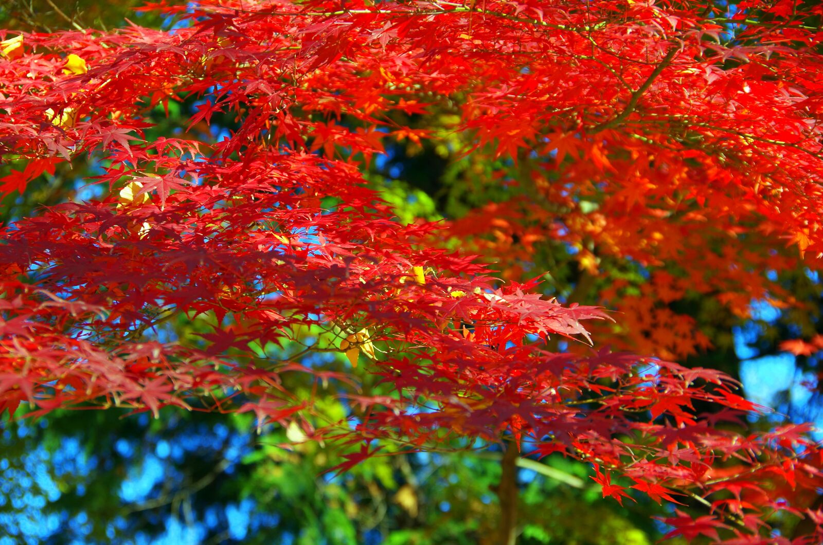 Pentax K-30 sample photo. Maple, autumn, autumnal leaves photography