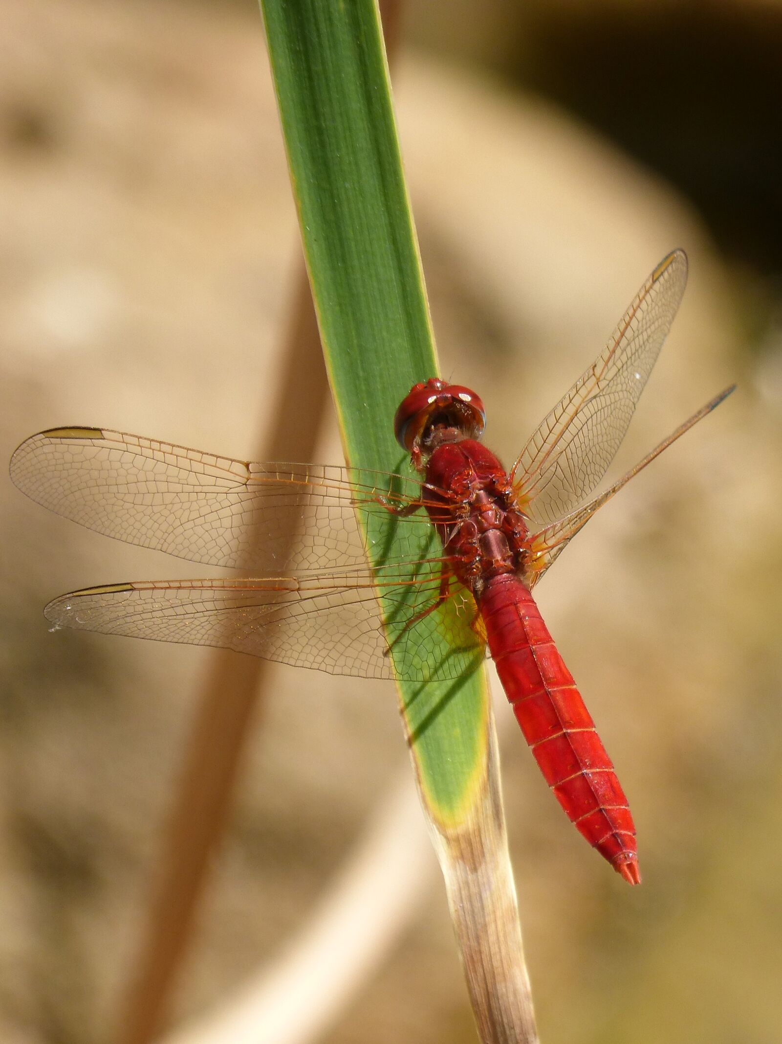 Panasonic DMC-FZ62 sample photo. Red dragonfly, leaf, wetland photography