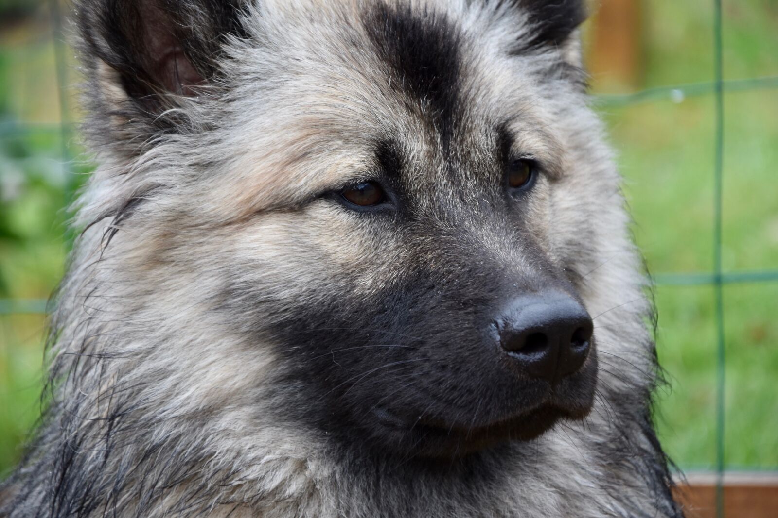 Nikon D5600 sample photo. Dog, dog eurasier, dog photography
