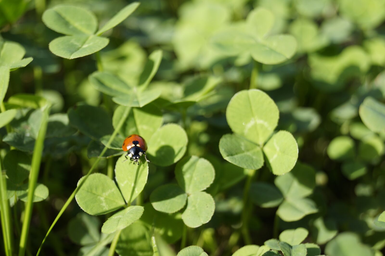 Sony DT 18-55mm F3.5-5.6 SAM II sample photo. Ladybug, beetle, nature photography