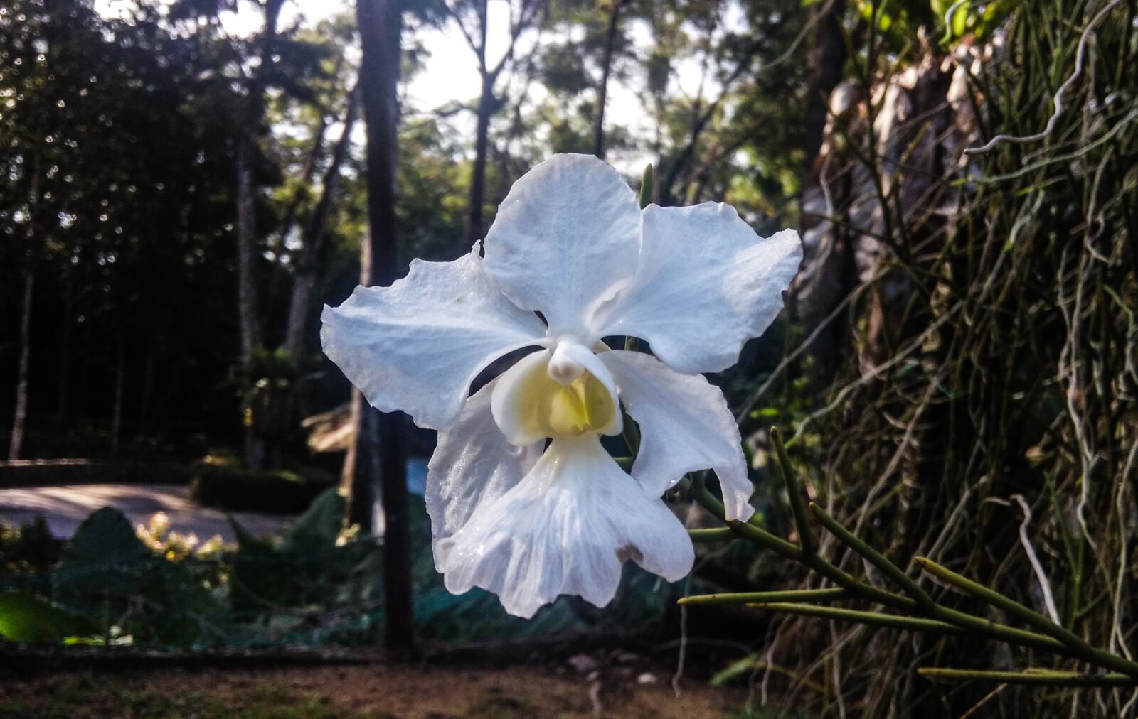 Xiaomi MI3 sample photo. Nature, flora, flower photography