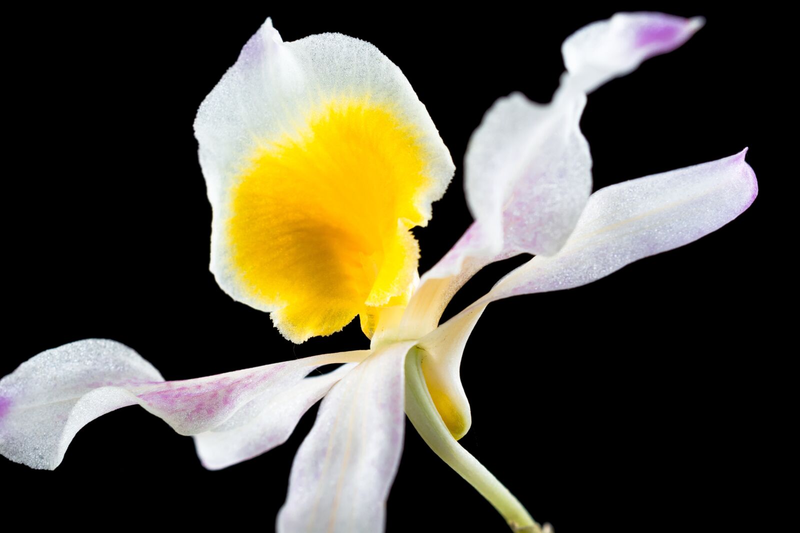 Nikon D5200 sample photo. Wild orchid, orchid, flower photography