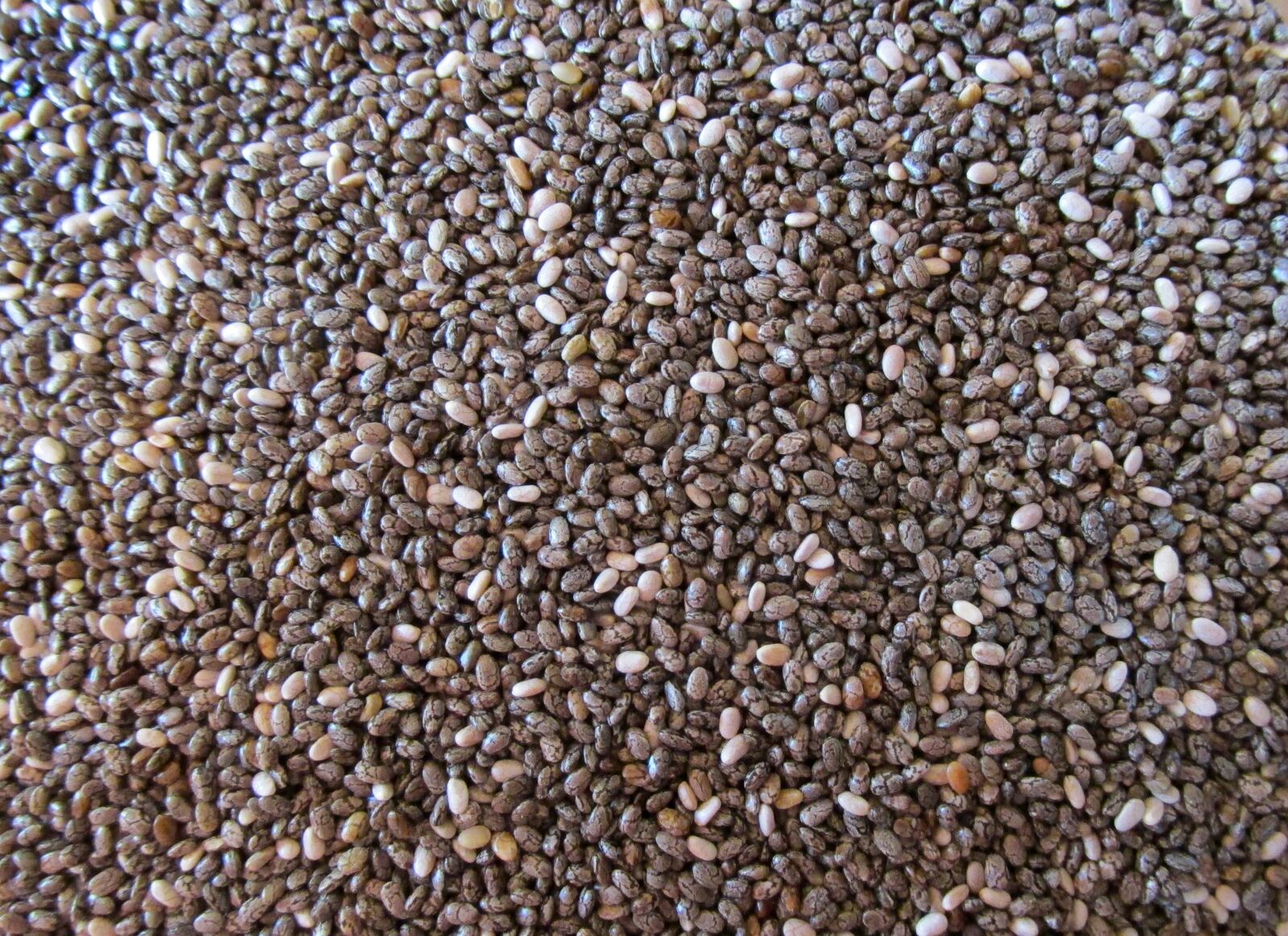 Canon PowerShot SX170 IS sample photo. Seeds, black, chia photography